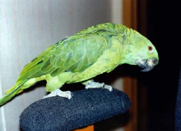 bubba2.jpg (17389 bytes)