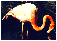 vv_fflamenc2.GIF (13637 bytes)